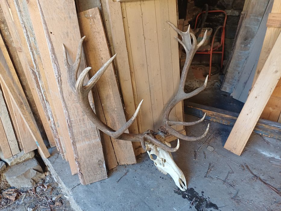 Продавам Трофей от благороден елен