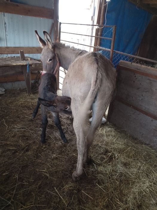 Vând măgărițe cu lapte și gestante