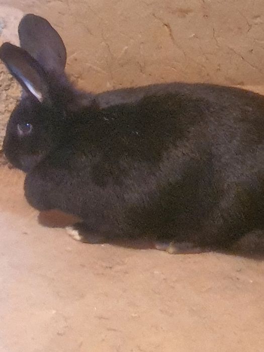 Ургочи куен зотор