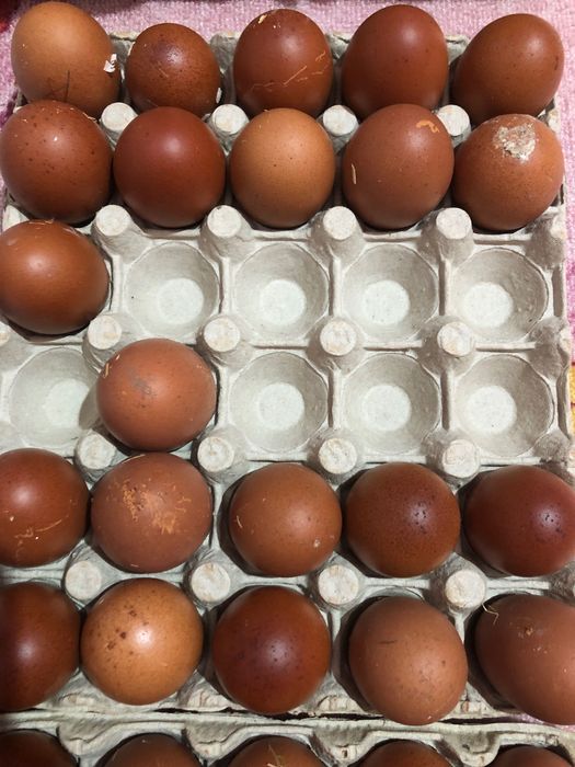 Vand oua marans și ameraucana