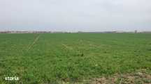 Teren intravilan de vanzare in Balotesti – 3.338 mp, zona linistita