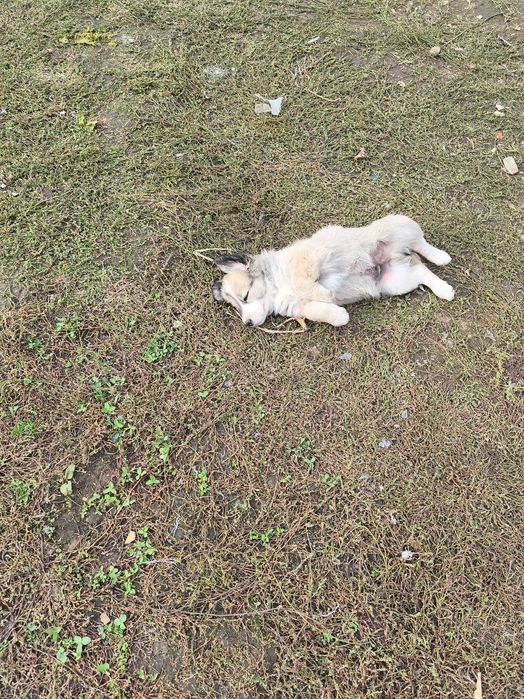 Ofer spre adoptie 4  catei , Teri baieti si o fata.