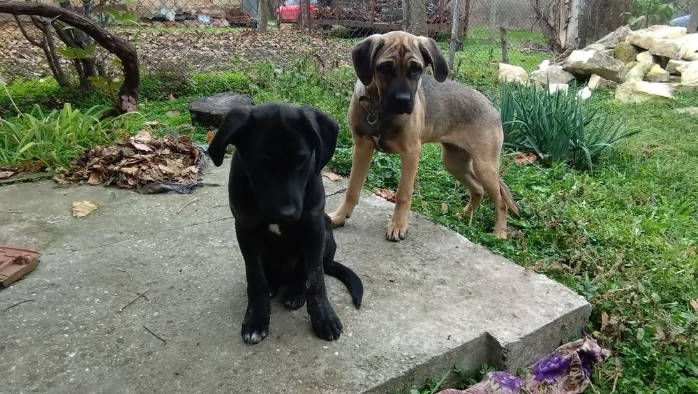 Продавам Немски дог