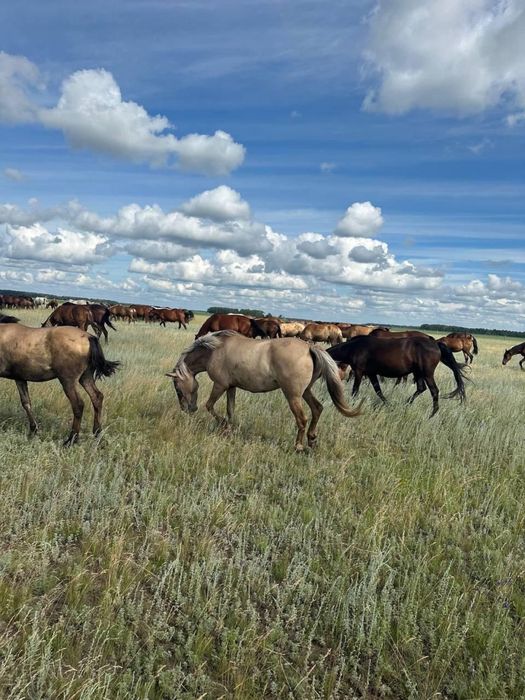 Продам или обменяю