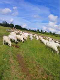 Vând urgent 53 de oi Țurcane