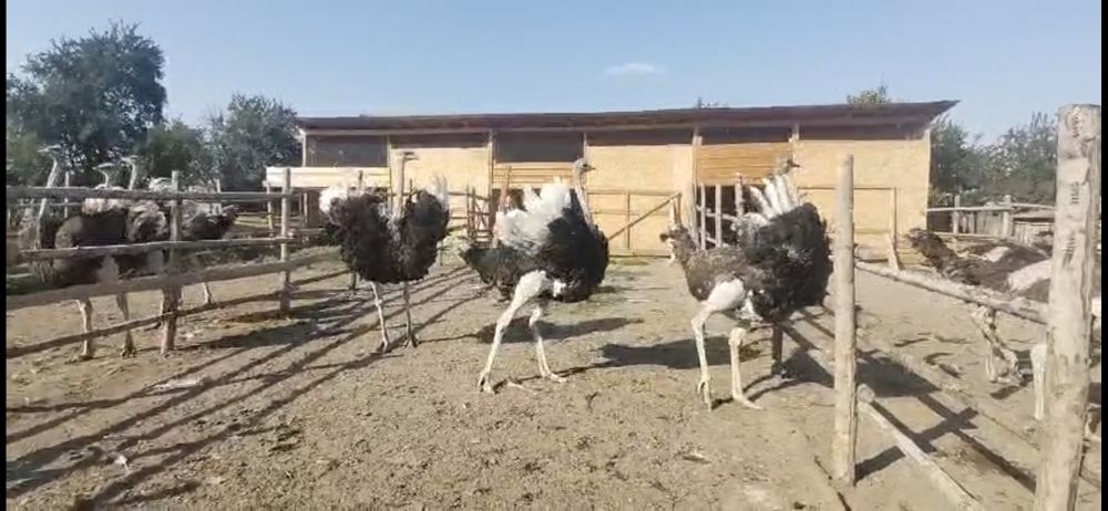 Vând familie de struți (2 ani)