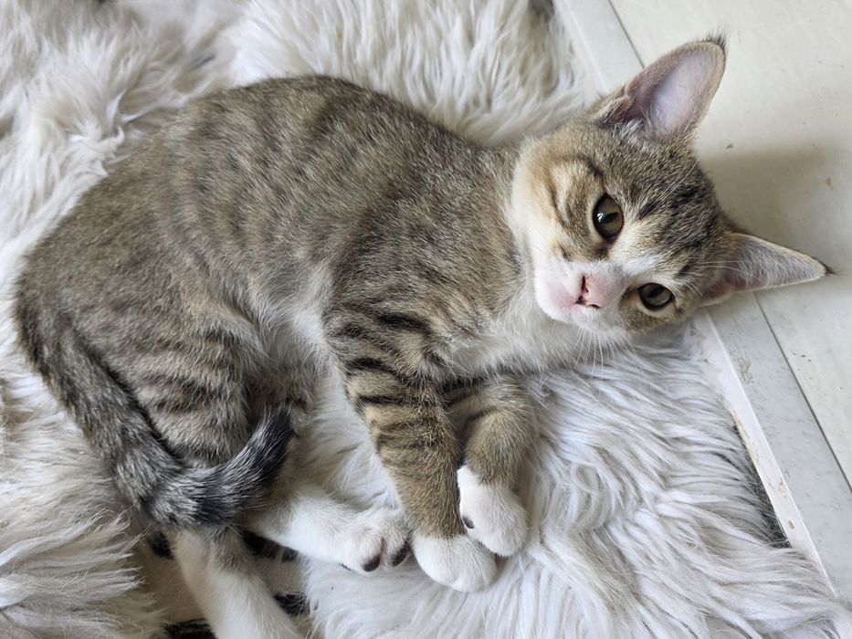 Отдам котят в добрые руки