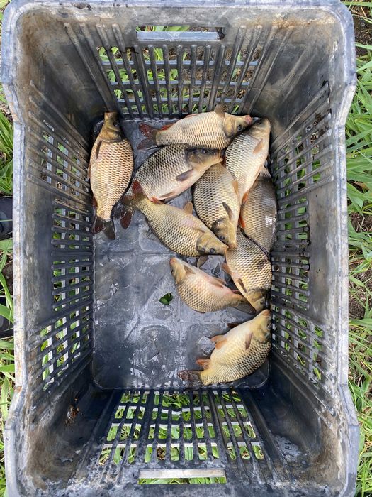 Продавам едър шаран