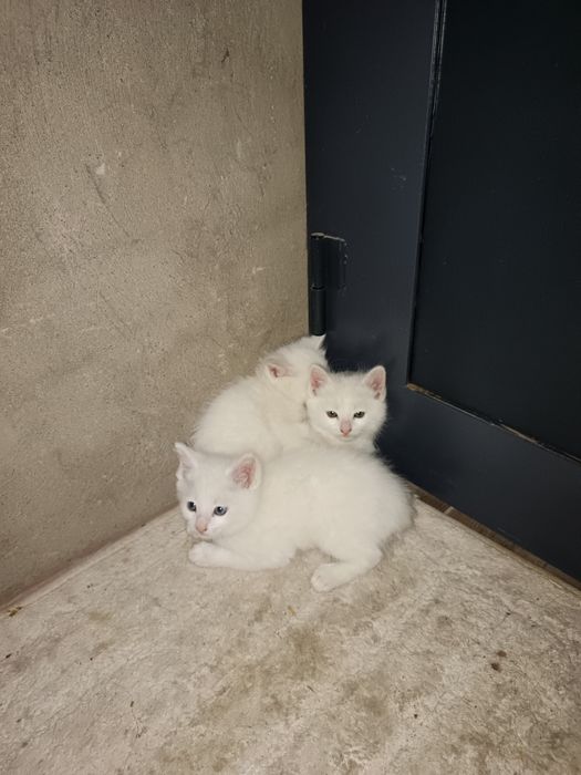 Котята 2 шт белые