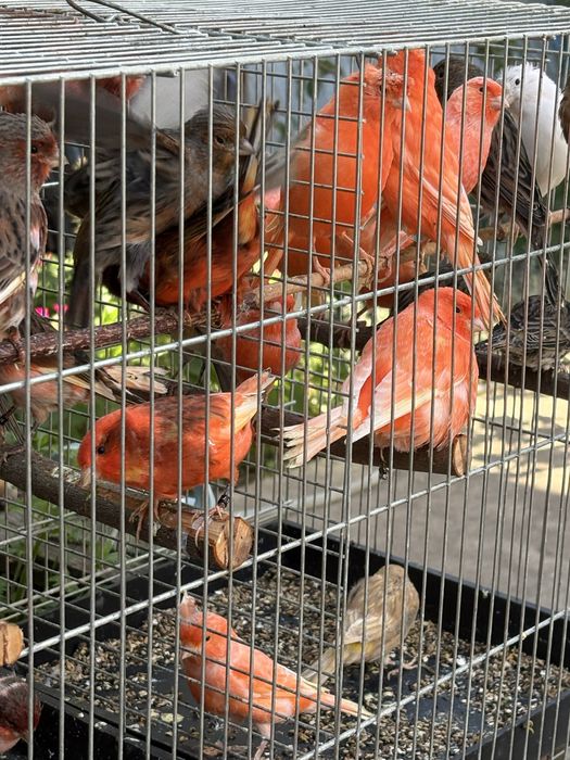 Canari de culoare si cantec