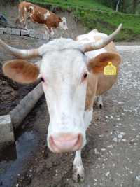 Bovina Gestanta