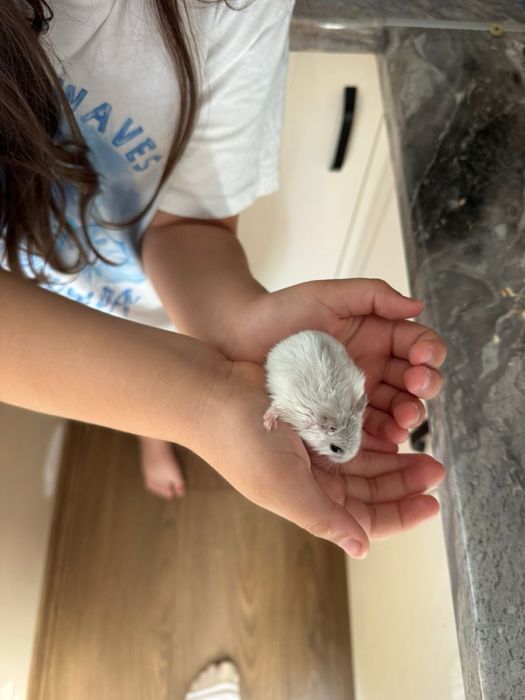 Подарявам хаместери