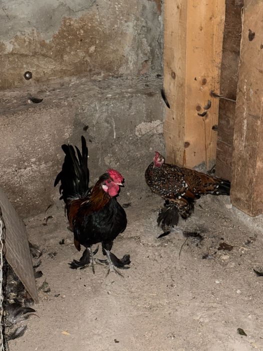 Vand pereche găinuși