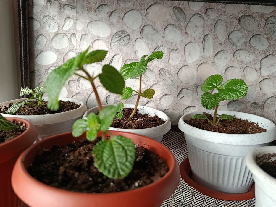 Комнатное растение. Пилея.