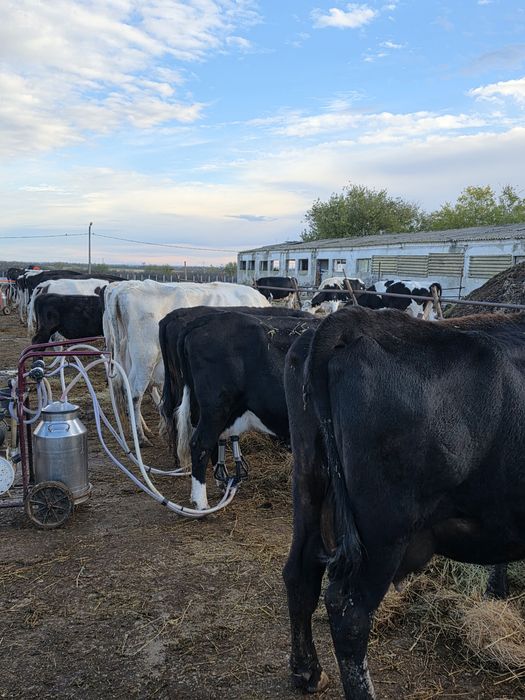 Vaci si vitele cu vitei