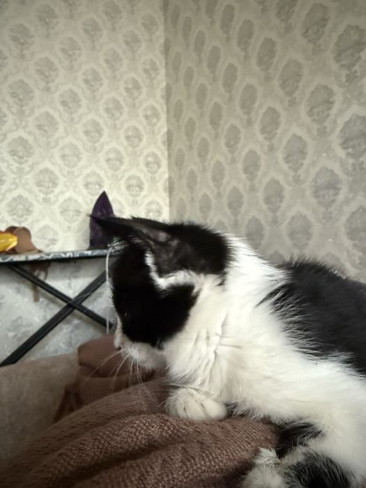 Котенок в добрые руки