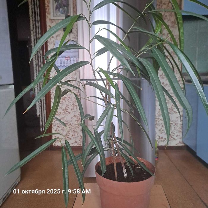 Продается Фикус Али
