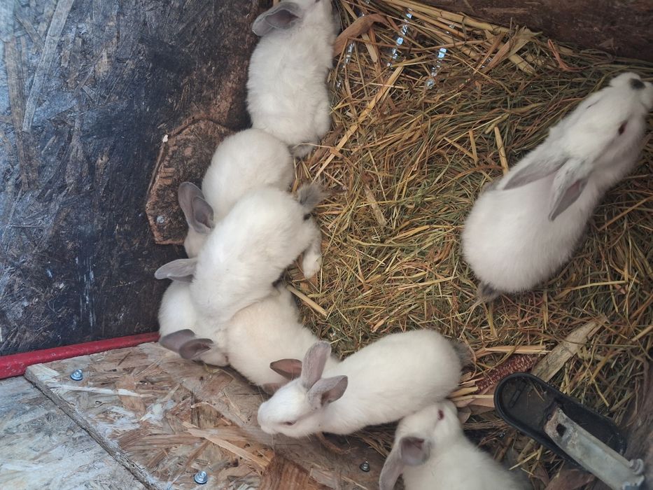 Iepuri albi de vanzare.