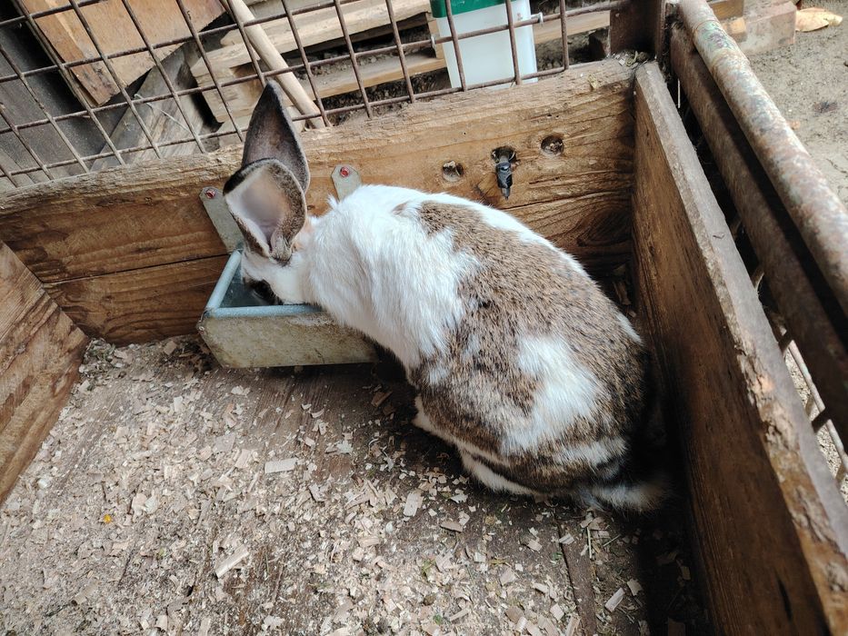 Femelă fluture german