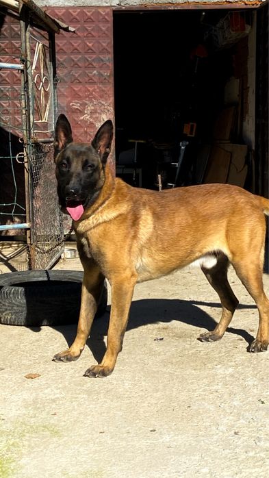 Белгийски малиноа