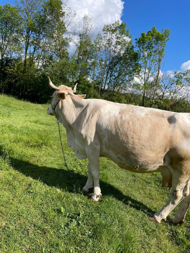 Vand vaca in localitea Beznea