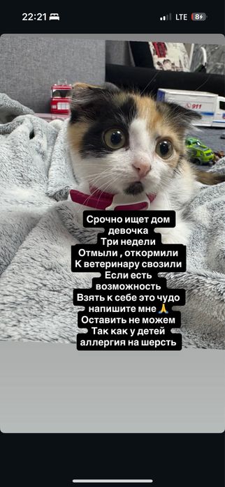 Отлам кошку к лотку приучена