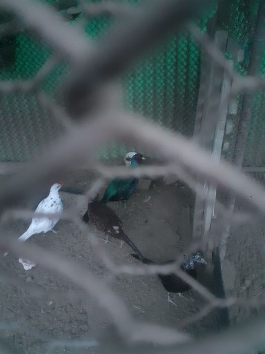 Vand 2 perechi de fazani Tenebros si bibilici pestrite