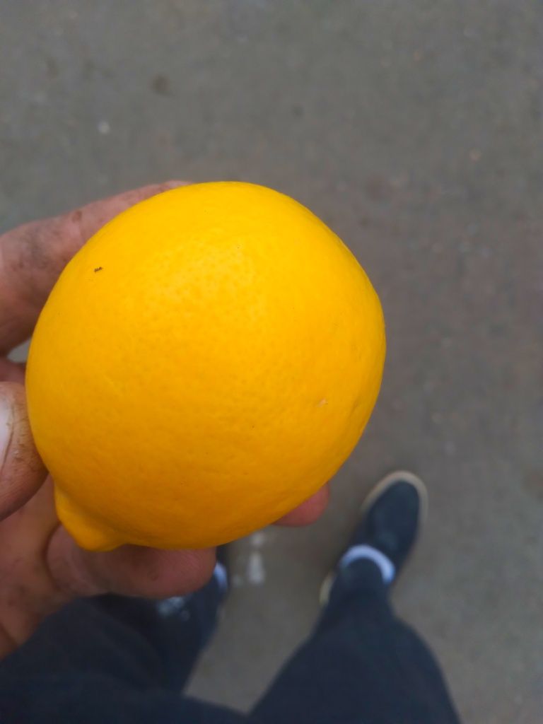 Лимон мандарин апельсин