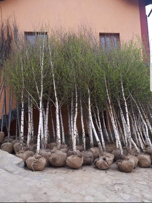 Plante ornamentale