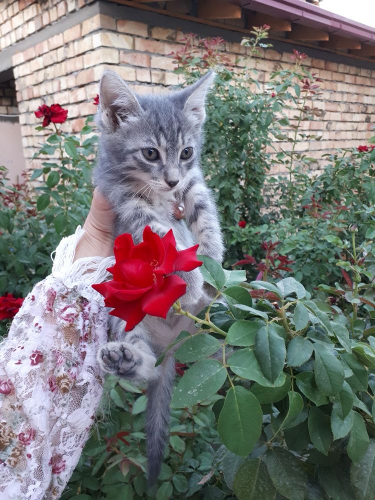 Котята ждут своего человека!