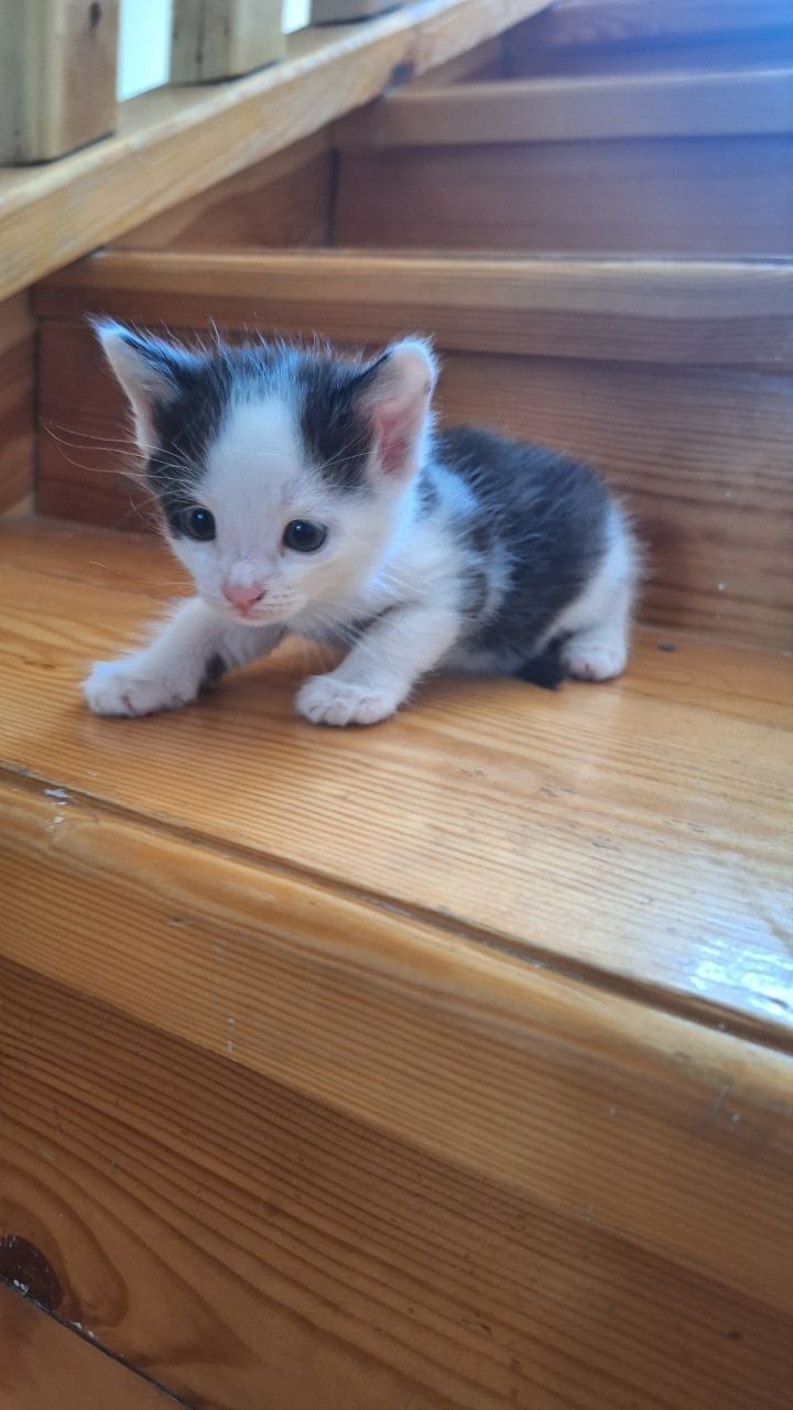 Отдам милых котят