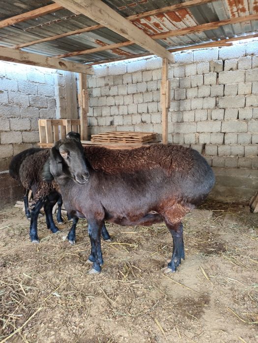 Қой сатылады (гисар)