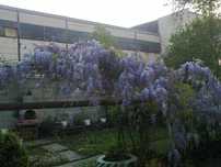Glicina mov(wisteria)