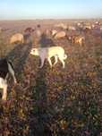 Câine ciobănesc Kangal