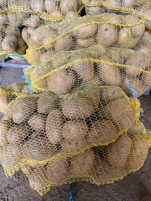 Картофи сорт Сорая