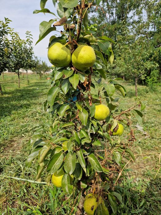 Pomi fructiferi de la producător