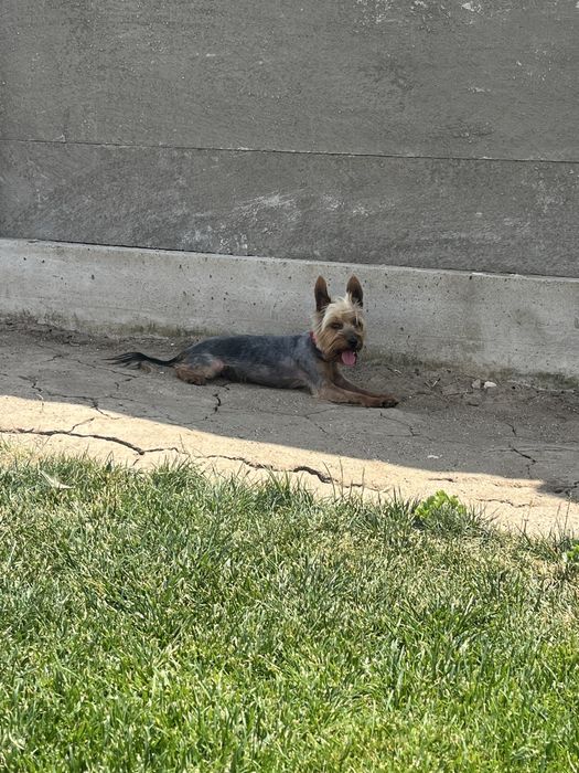 Frizerie canină , tunsori la modă pentru caței șic