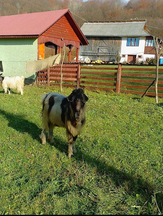 vând țap de 2 ani