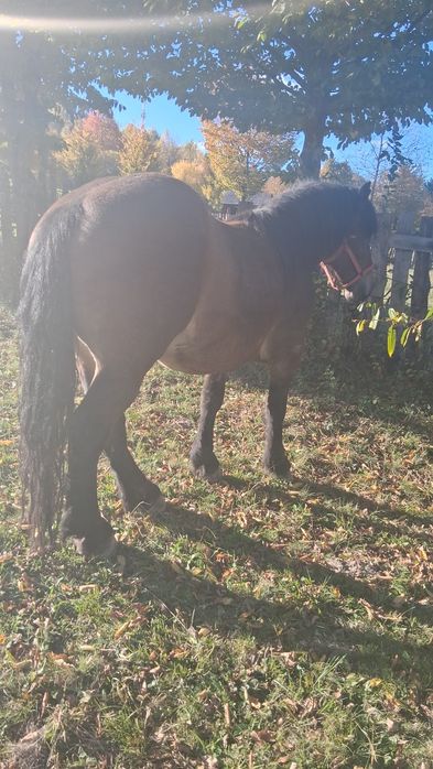 De vânzare cal semigreu