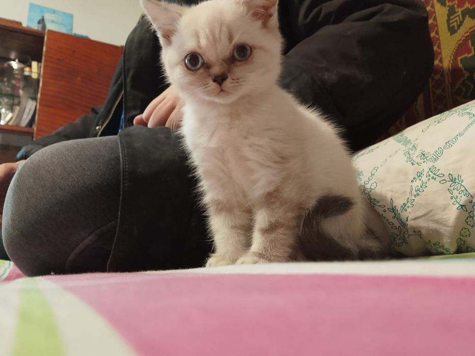 котята шотландцы продам