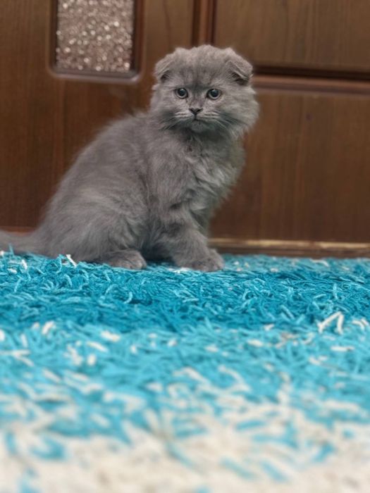 Чистокровний Хейленд фолд