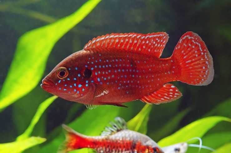 Аквариумные рыбки! Хромис-красавец!