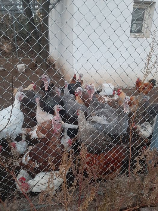 Домашни пуйки и пуяци