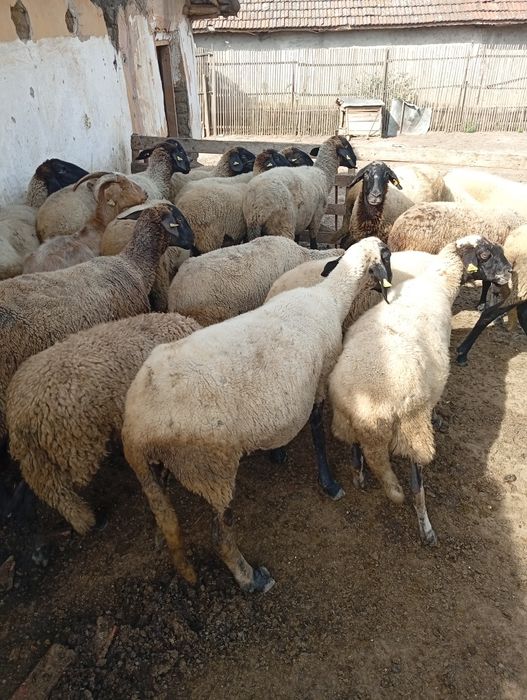 Vând 23 de oi carabașe