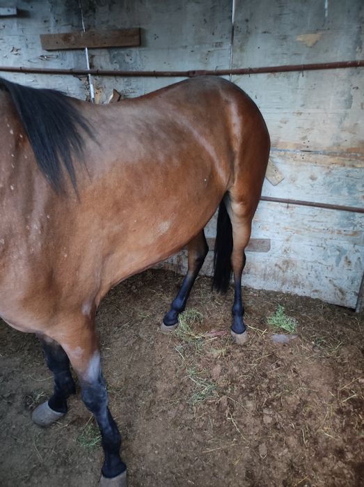 Жылкы бие Лошад 4