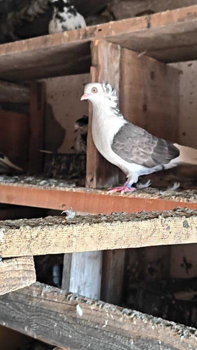 Porumbei jucatori de amara