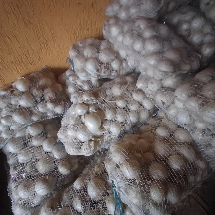 Vând ceapă albă și ceapă roșie