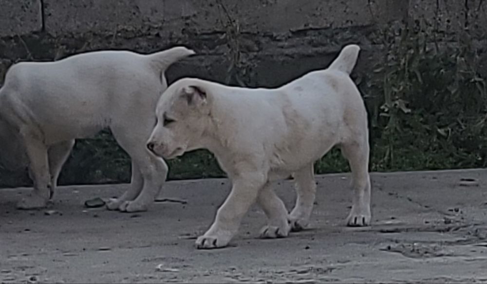 Щенки алабай готовы к продаже