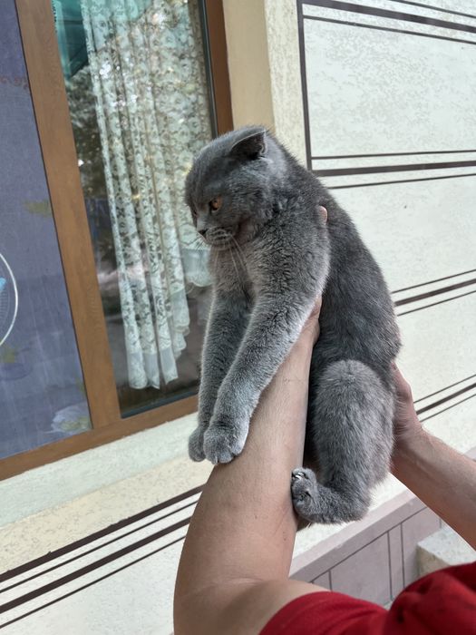 Кошка Scottish Fold