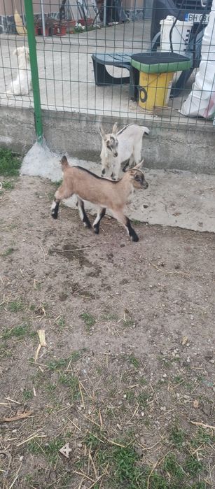 Iezi de doua luni